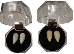 CANINI BIANCHI DA VAMPIRO 15MM (97794841.001)